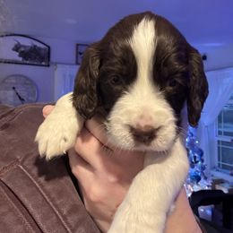 Dark blue collar - Liver and white male English Springer Spaniel puppy in Elma, Washington from McCartney Springer’s