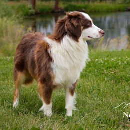 Ember - Miniature Australian Shepherd