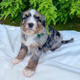 Mr. Lincoln - Merle male Bernedoodle puppy in Hegins, Pennsylvania from Bubbling Springs Doodles, LLC