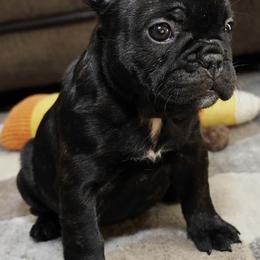 French Bulldogs from AVM Frenchies