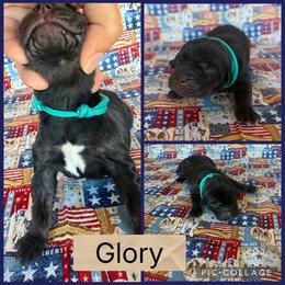 Glory - Black female Catahoula Leopard Dog puppy in Forbes, Minnesota from North Country Catahoulas