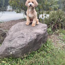 Bernedoodle, Cavapoo, and Poodle All Grown Up from Kelly Brooks
