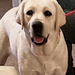 Ruby - Labrador Retriever