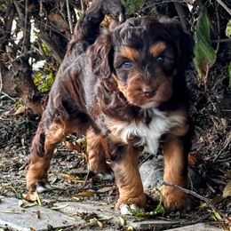 Female Five, Red Phantom Tri - Red phantom female Aussiedoodle puppy in Parma, Idaho from Arena Valley Acres