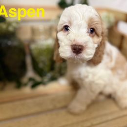 Aspen - Buff and white male Cockapoo puppy in Orem, Utah from Paradise Cockers