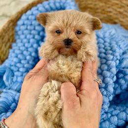 Tater Tot - Apricot male Maltipoo puppy in Melissa, Texas from Southern Love Cavapoos & Maltipoos