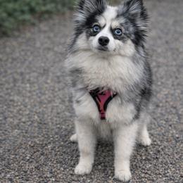 Mina - Pomsky