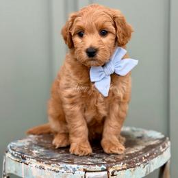 Blue collar BANDIT - Apricot male Goldendoodle puppy in Salem, Utah from Aspen Doodles