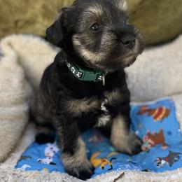 Miniature Schnauzer Puppies from Amanda Tragash