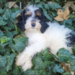 Sonjya - Black white and tan female Cockapoo puppy in Connersville, Indiana from MoonShine Babies