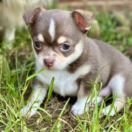 Border Collie and Chihuahua Puppies from Brooks Grove Canines LLC