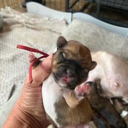 Red band - Tan and white female Yorkshire Terrier puppy in White Pigeon, Michigan from Shorkie puppies