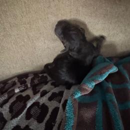 Number 1 - Chocolate male Labrador Retriever puppy in Greenville, North Carolina from Gales Creek Labrador Retrievers