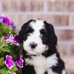 Bernedoodles and Goldendoodles from Best Quality Doodles