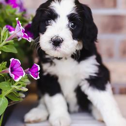 Bernedoodles and Goldendoodles from Best Quality Doodles