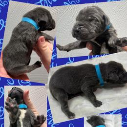 Valentine - Blue male Great Dane puppy in Wellsville, New York from Prophecy Danes