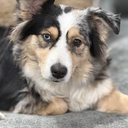 Nova - Miniature Australian Shepherd