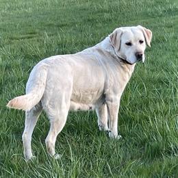 Skye - Labrador Retriever