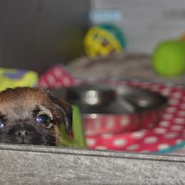 Border Terrier Puppies from Ruff n Ready Border Terriers