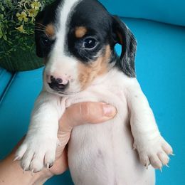 Spot - Dapple male Dachshund puppy in Opelika, Alabama from Dachshund Darlins