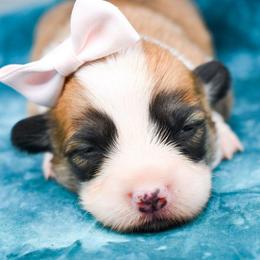 Pixie (full natural tail) - Red female Pembroke Welsh Corgi puppy in San Antonio, Texas from Moxxi's Legacy Corgis