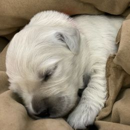 Golden Retriever Puppies from Fox Meadow English Cream Goldens