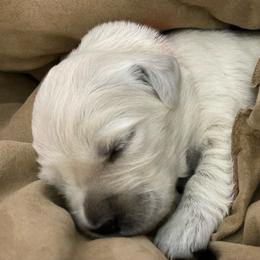 Golden Retriever Puppies from Fox Meadow English Cream Goldens