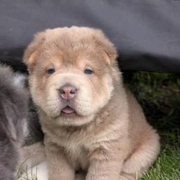 Remeron - Isabella dilute female Chinese Shar-Pei puppy in Clarksville, Tennessee from Wrinkle Bum Shar-Pei