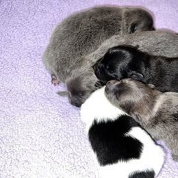 Pomeranians from Sparkle Poms