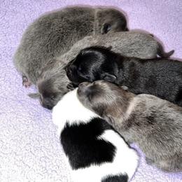 Pomeranians from Sparkle Poms