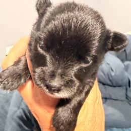Milo (PomChi) - Black male Chihuahua puppy in Holbrook, New York from Alyce’s Angels