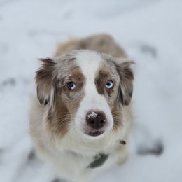 Baya - Miniature American Shepherd