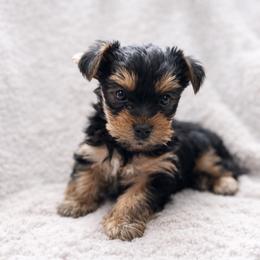 Sage - Black and tan male Yorkshire Terrier puppy in Iron Mountain, Michigan from Celestial Family Terriers (Yooper Yorkies)