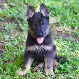 Blade - Black and tan male German Shepherd puppy in Leesburg, Florida from RoyalWork K9