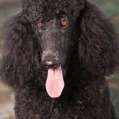 Labrador Retrievers and Poodles from Cody’s Sweet Water Kennels