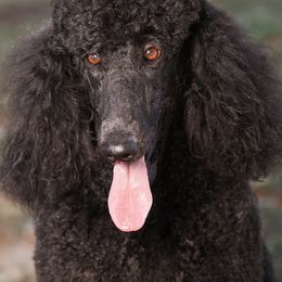 Labrador Retrievers and Poodles from Cody’s Sweet Water Kennels