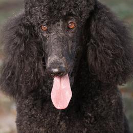Labrador Retrievers and Poodles from Cody’s Sweet Water Kennels