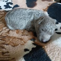 Boy 4 - Blue male German Shepherd puppy in Cochise, Arizona from Freiheit Von Himmel  Shepherds