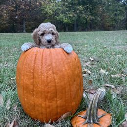 Harvest - Red  male Goldendoodle puppy in Gower, Missouri from Hillside Paws