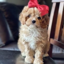 Cavapoo Puppies from Wednesday & Co