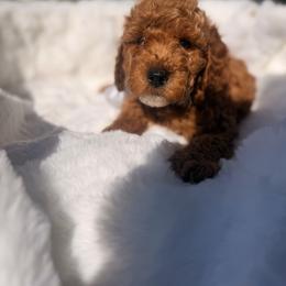 Kade Grey - Red  male Goldendoodle puppy in Shingle Springs, California from Creamy Retrievers