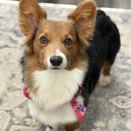 Rose - American Corgi
