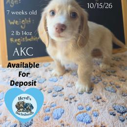 Pegasus - Cream male Dachshund puppy in Hoquiam, Washington from Heyd's Mini Dachshunds