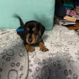 Blue boy - Sable male Dachshund puppy in Live Oak, Florida from The Weenie Herd Mom