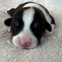 Pumbaa - Black and tan male Pembroke Welsh Corgi puppy in Washington from KB Corgis