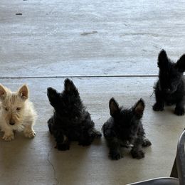 Scottish Terrier Puppies from Santas Scotties