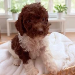 1200.00 Jasper: Red Collar - Parti male Goldendoodle puppy in Raceland, Louisiana from Cajun Doodles