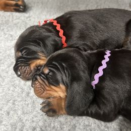 Black and Tan Coonhound Puppies from Classic Coonhounds