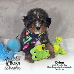 Orion - Orange Collar - Blue merle male Bernedoodle puppy in Jackson, Michigan from A Star is Born Doodles