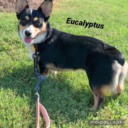 American Corgi All Grown Up from Tori’s Sassy Corgis